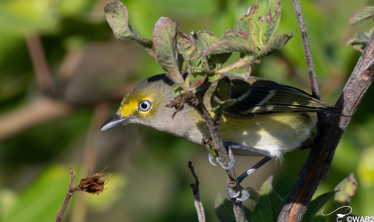 ויראו לבן-עין - ML647176215