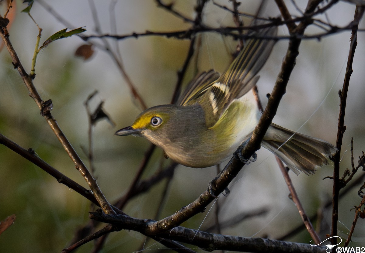 ויראו לבן-עין - ML647176216
