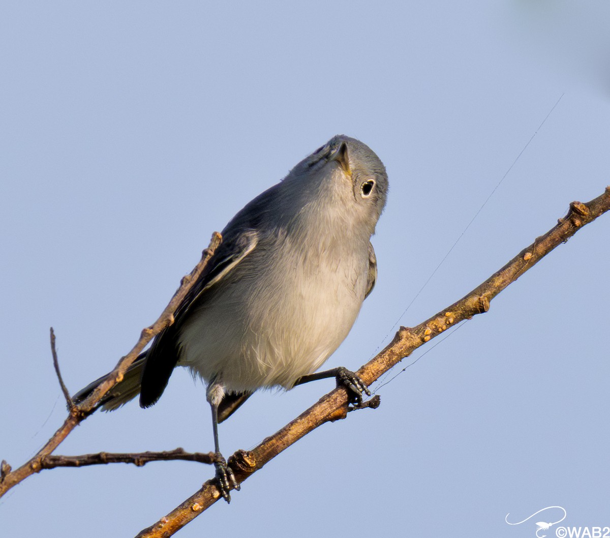 Blue-gray Gnatcatcher - ML647176225