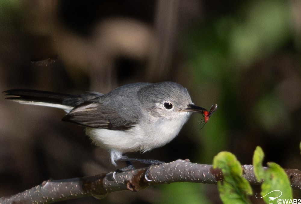 Blue-gray Gnatcatcher - ML647176226