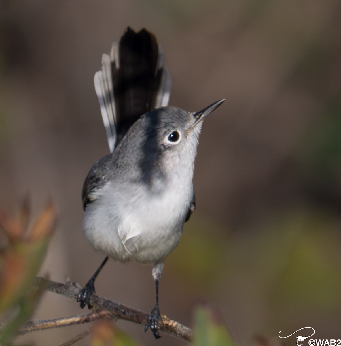 Blue-gray Gnatcatcher - ML647176227