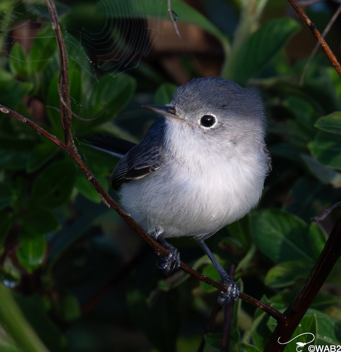 Blue-gray Gnatcatcher - ML647176228