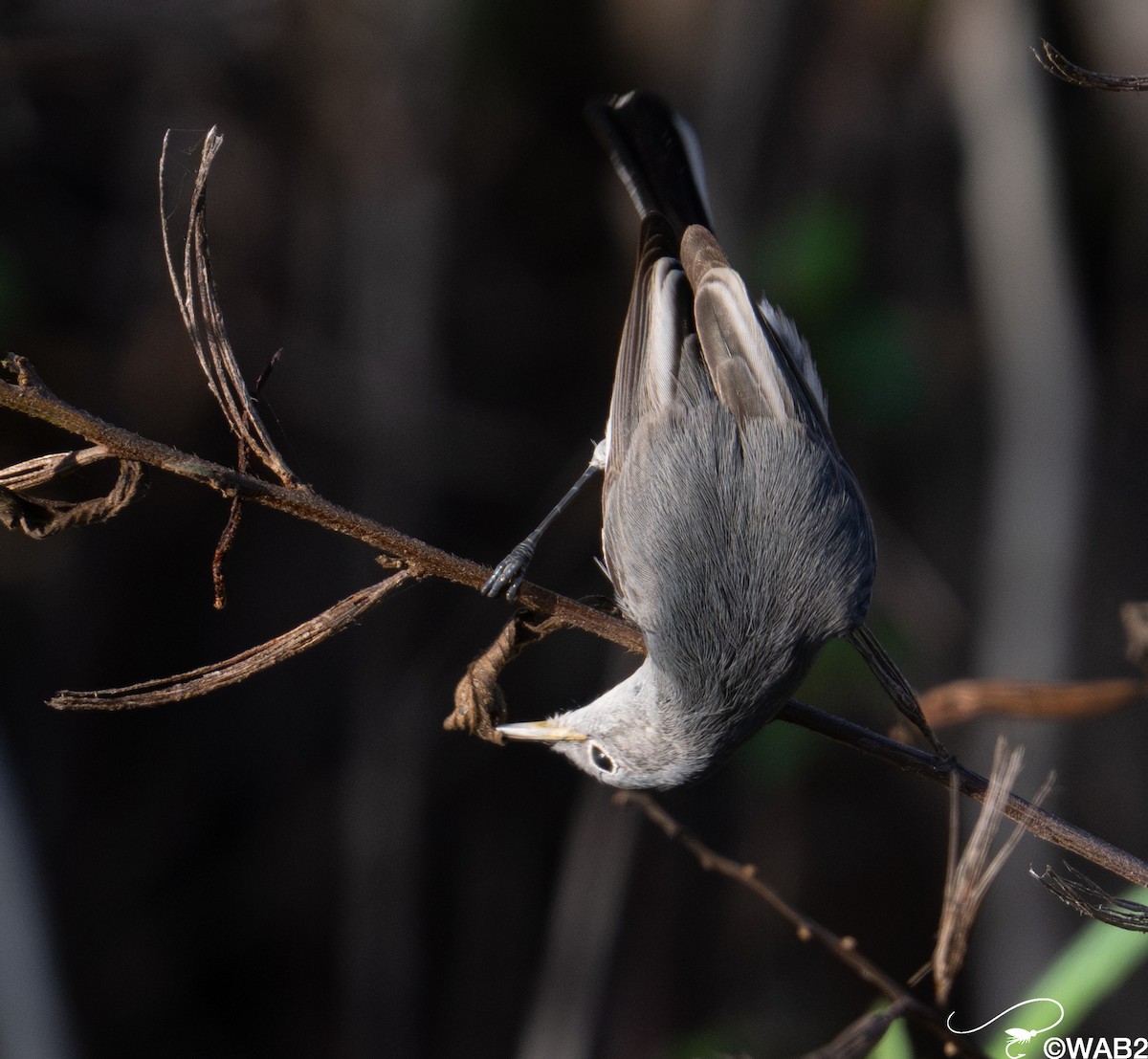 Blue-gray Gnatcatcher - ML647176229