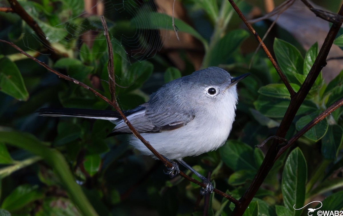 Blue-gray Gnatcatcher - ML647176230