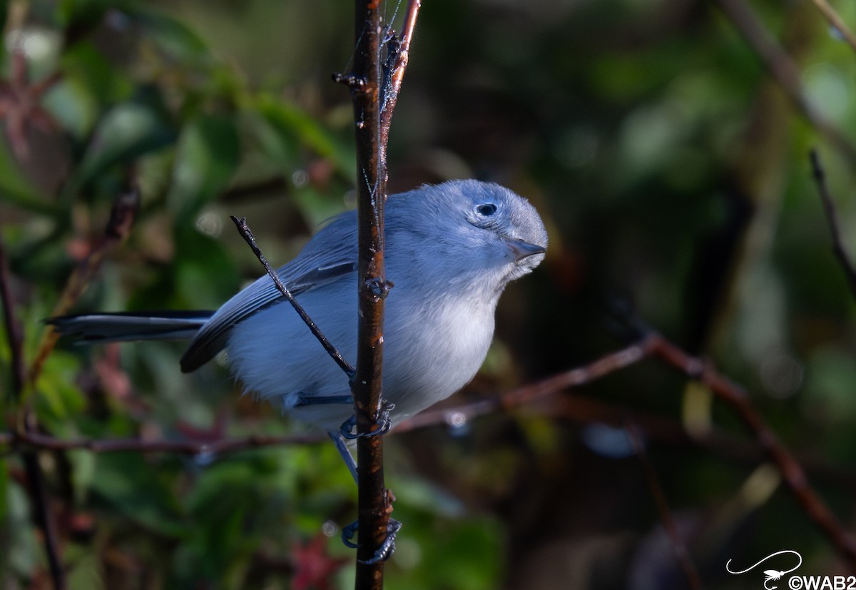 Blue-gray Gnatcatcher - ML647176231