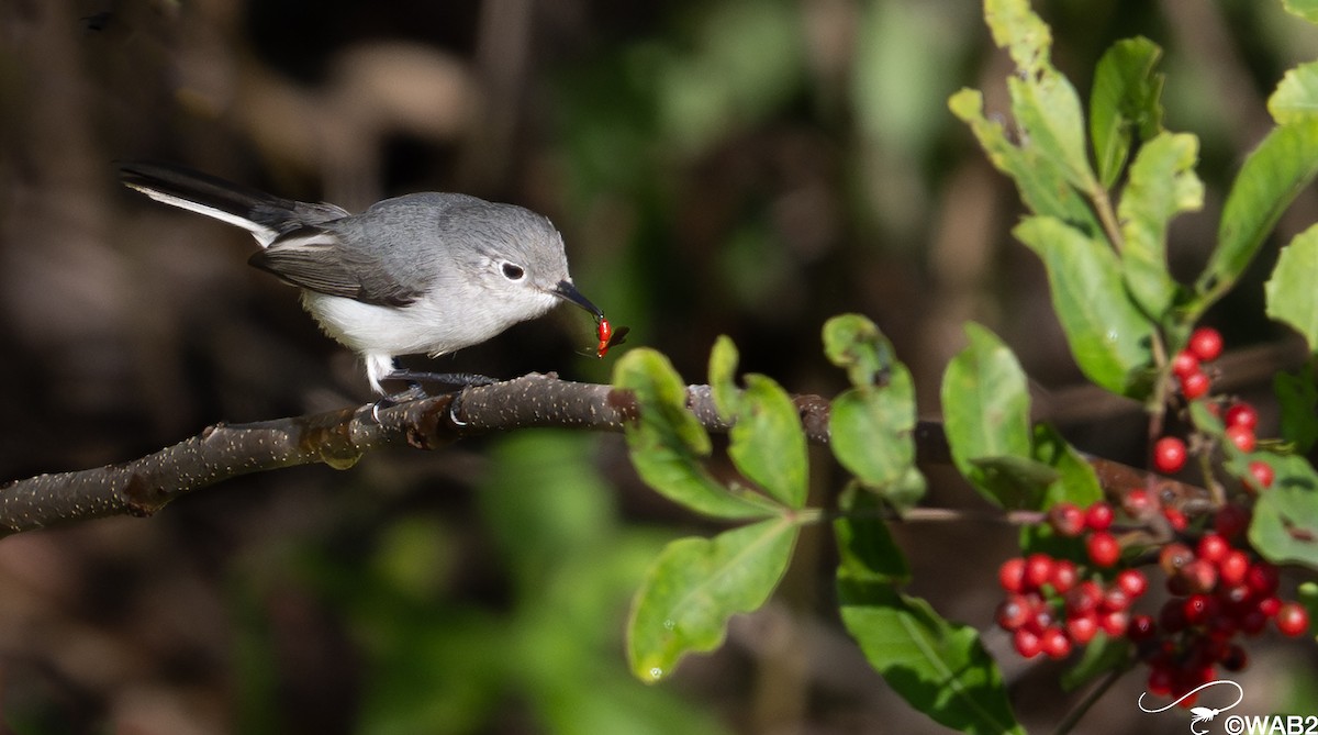Blue-gray Gnatcatcher - ML647176233