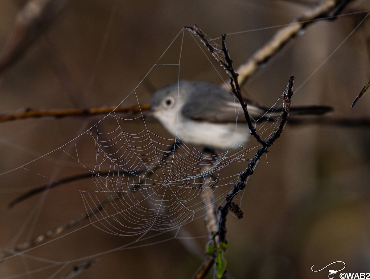 Blue-gray Gnatcatcher - ML647176234