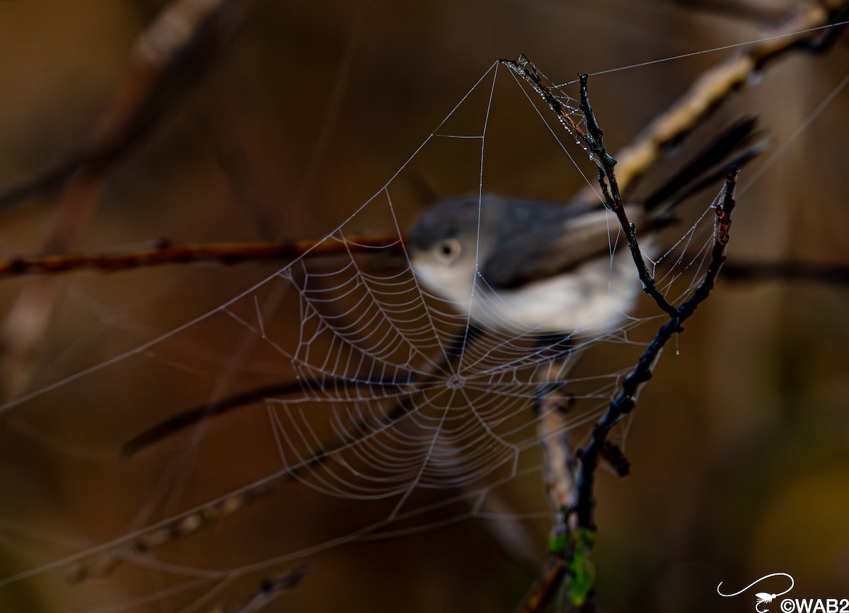 Blue-gray Gnatcatcher - ML647176235