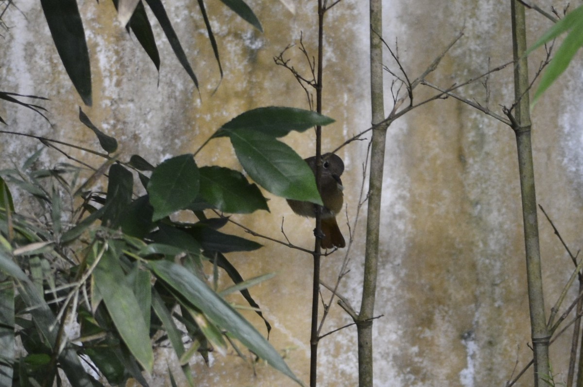 Daurian Redstart - ML647176236