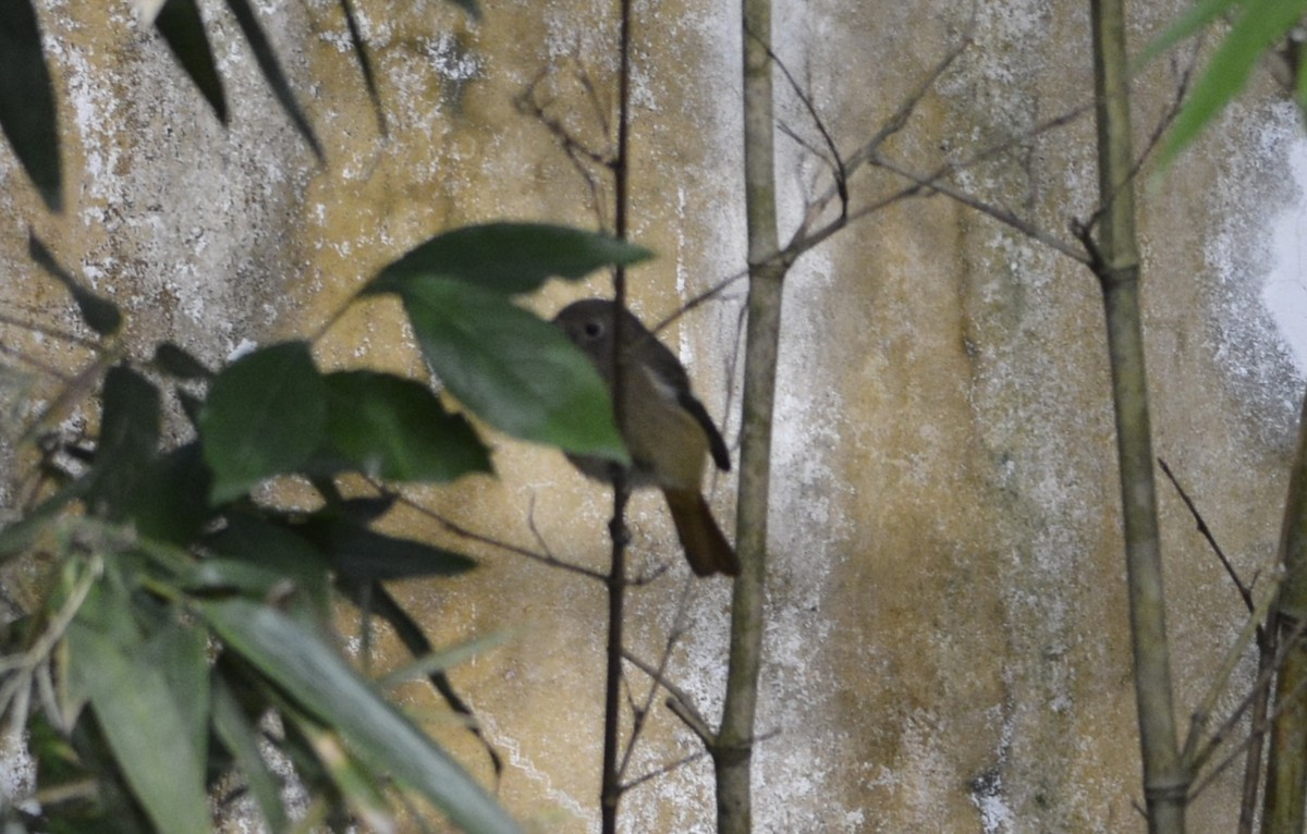 Daurian Redstart - ML647176237