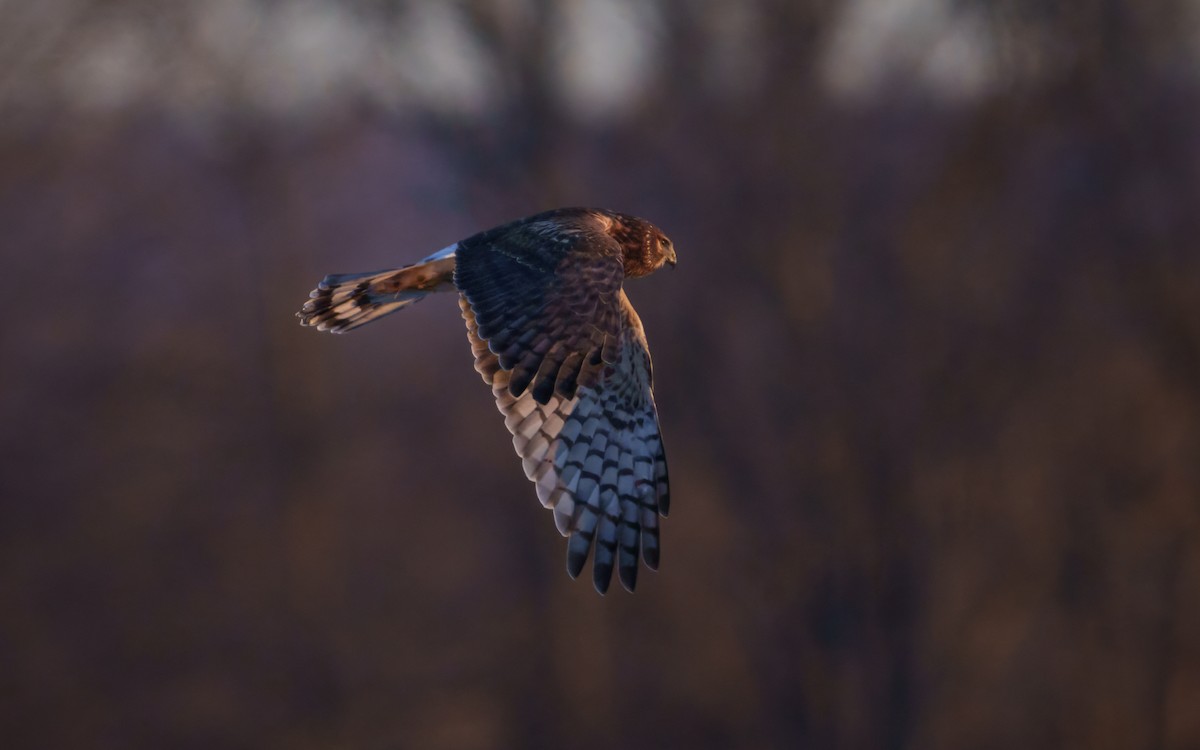 Northern Harrier - ML647176241