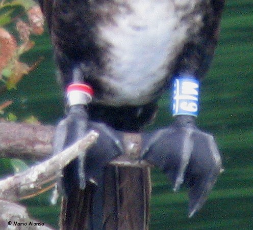 Great Cormorant - ML647176242