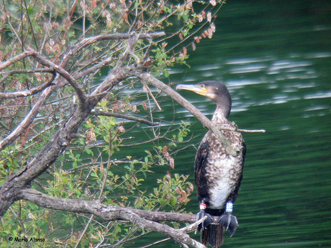 Great Cormorant - ML647176243