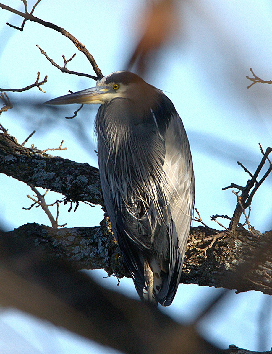 Great Blue Heron - ML647176246
