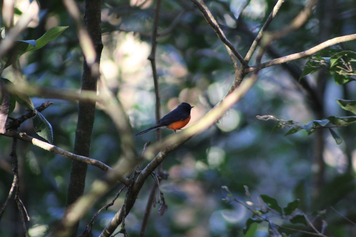 Slate-throated Redstart - ML647176247