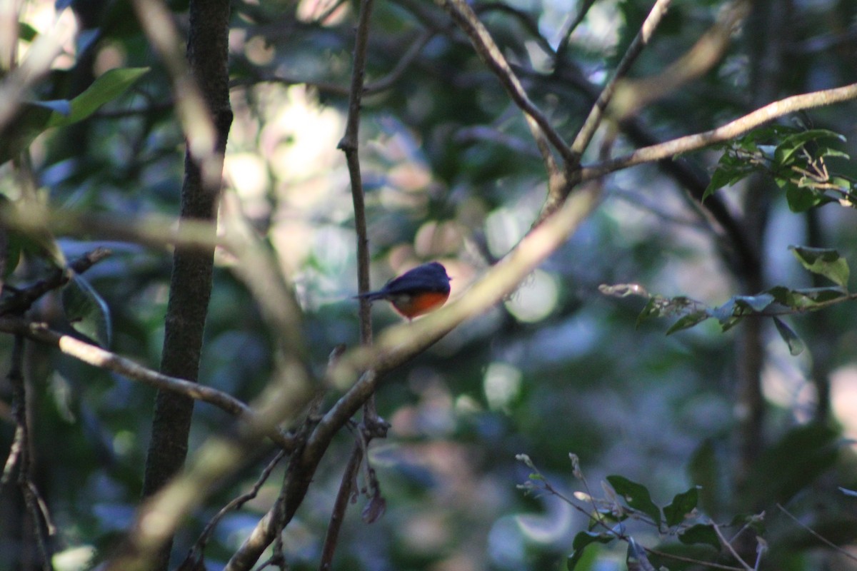 Slate-throated Redstart - ML647176248