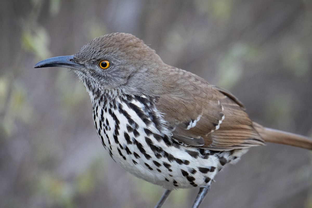 Long-billed Thrasher - ML647176268