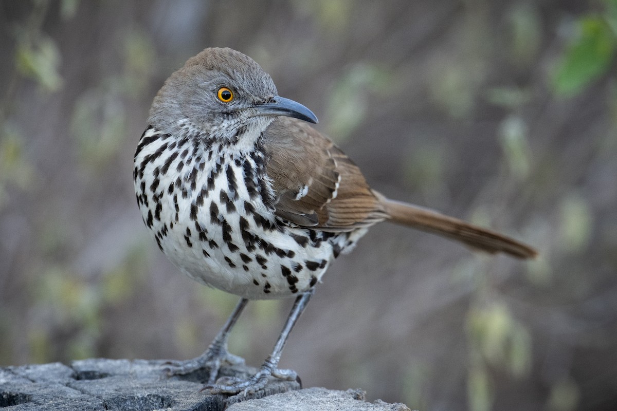 Long-billed Thrasher - ML647176269