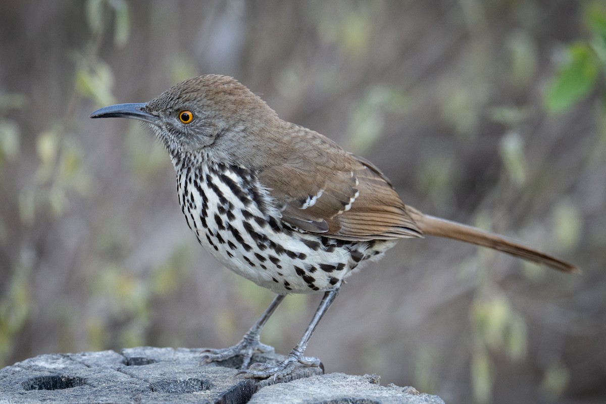 Long-billed Thrasher - ML647176270