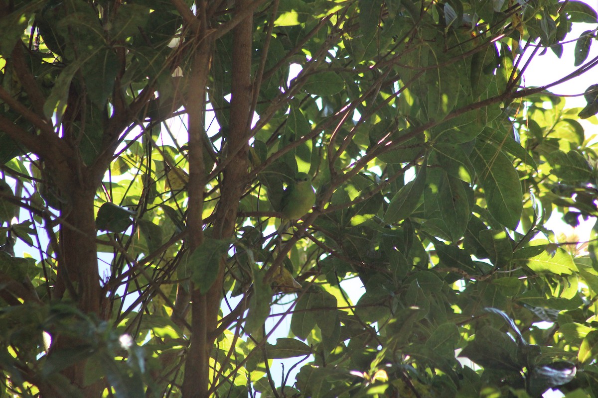 Painted Bunting - ML647176285