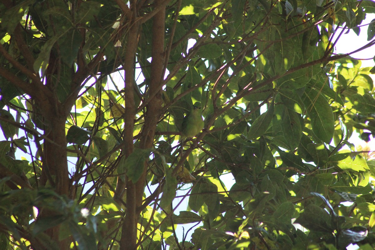 Painted Bunting - ML647176286