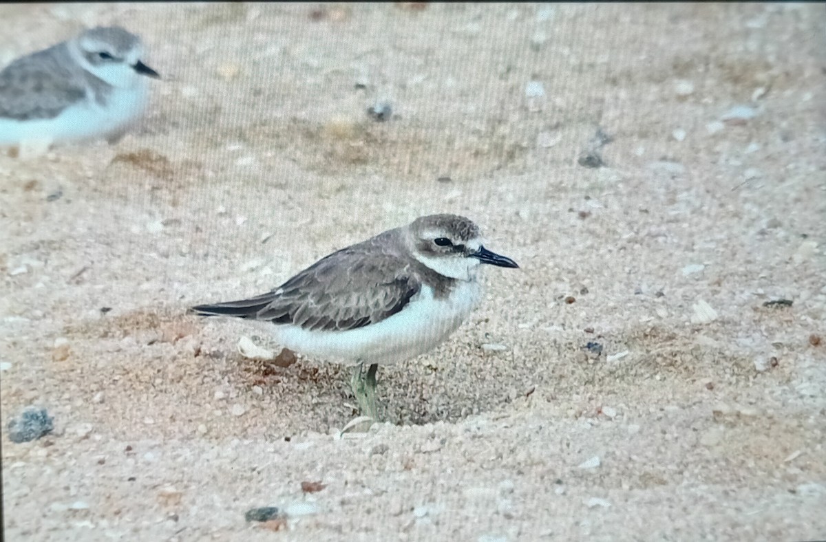 Greater Sand-Plover - ML647176288