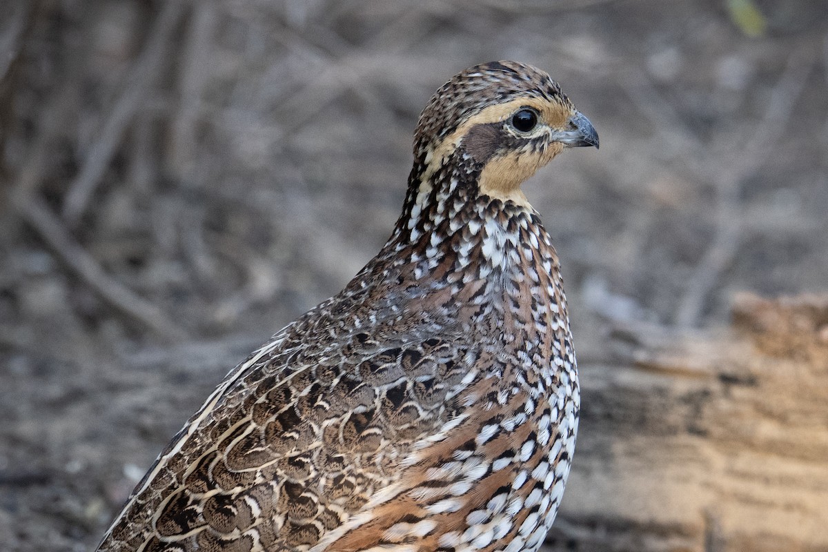 Northern Bobwhite - ML647176290