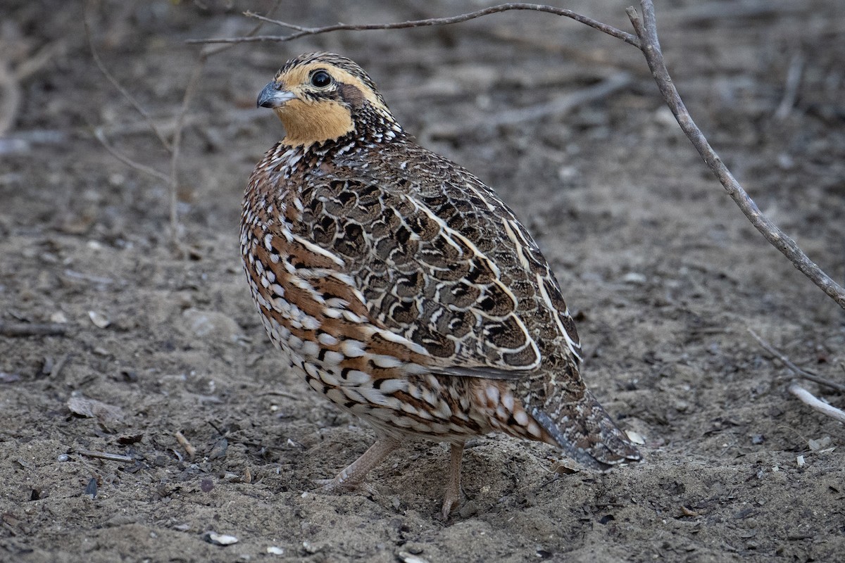 Northern Bobwhite - ML647176291