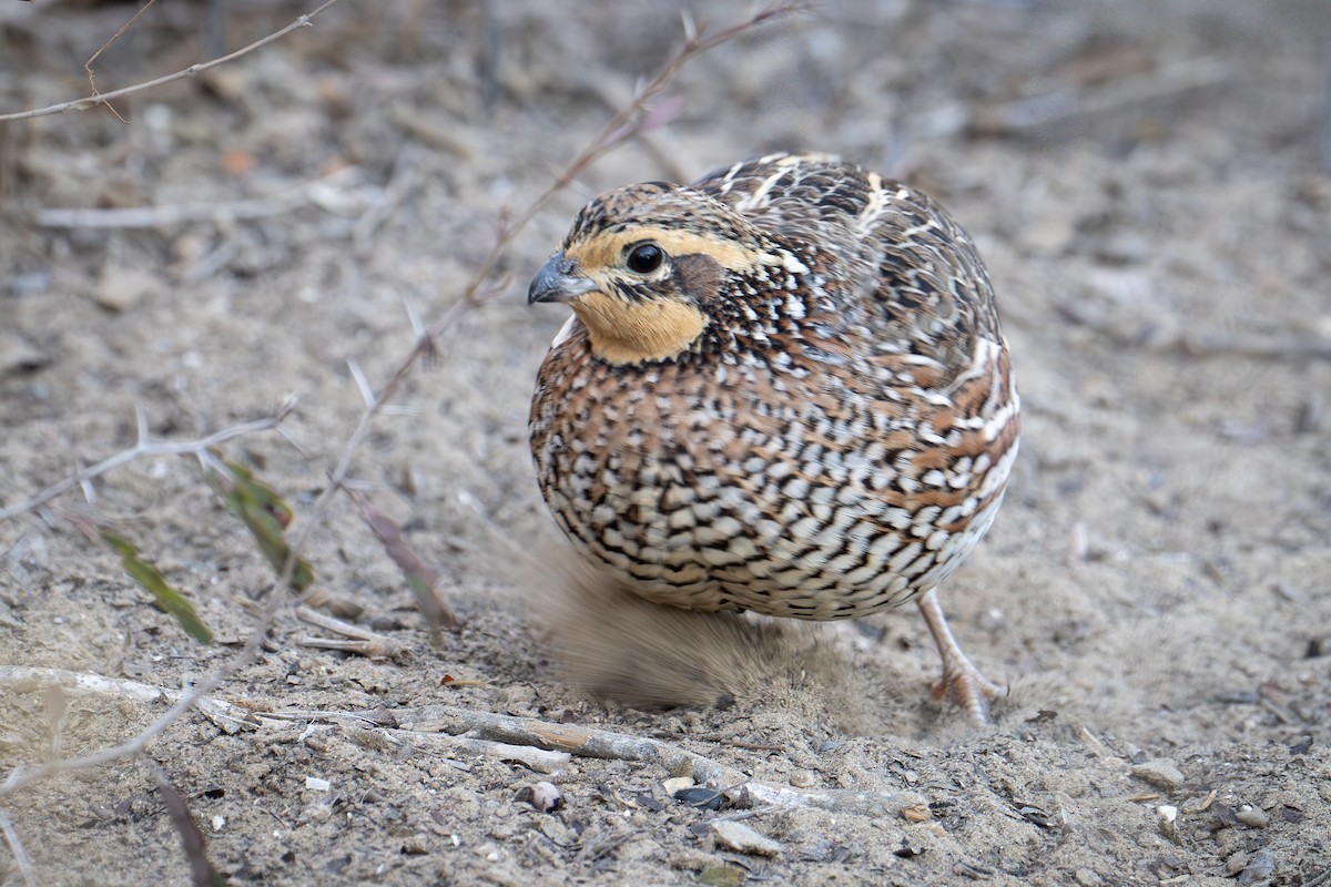 Northern Bobwhite - ML647176292