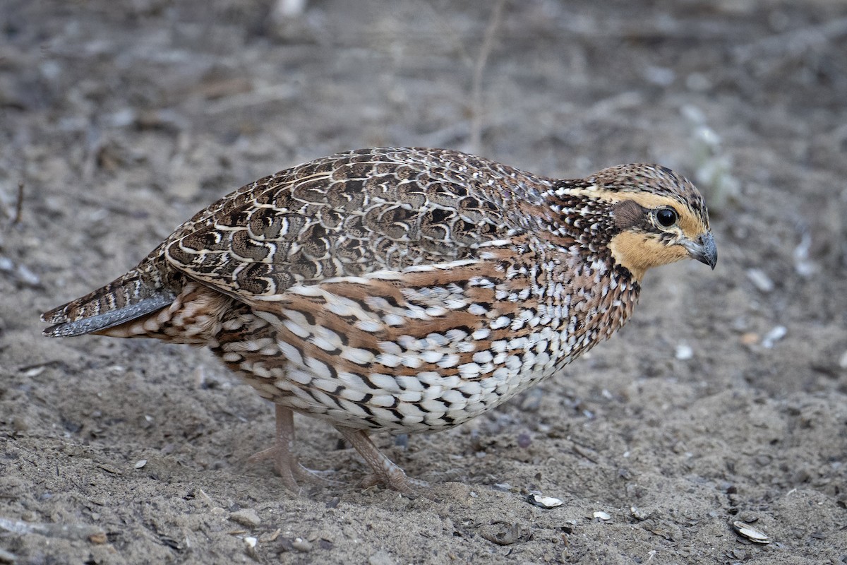 Northern Bobwhite - ML647176293