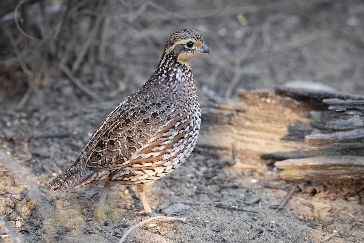 Northern Bobwhite - ML647176294