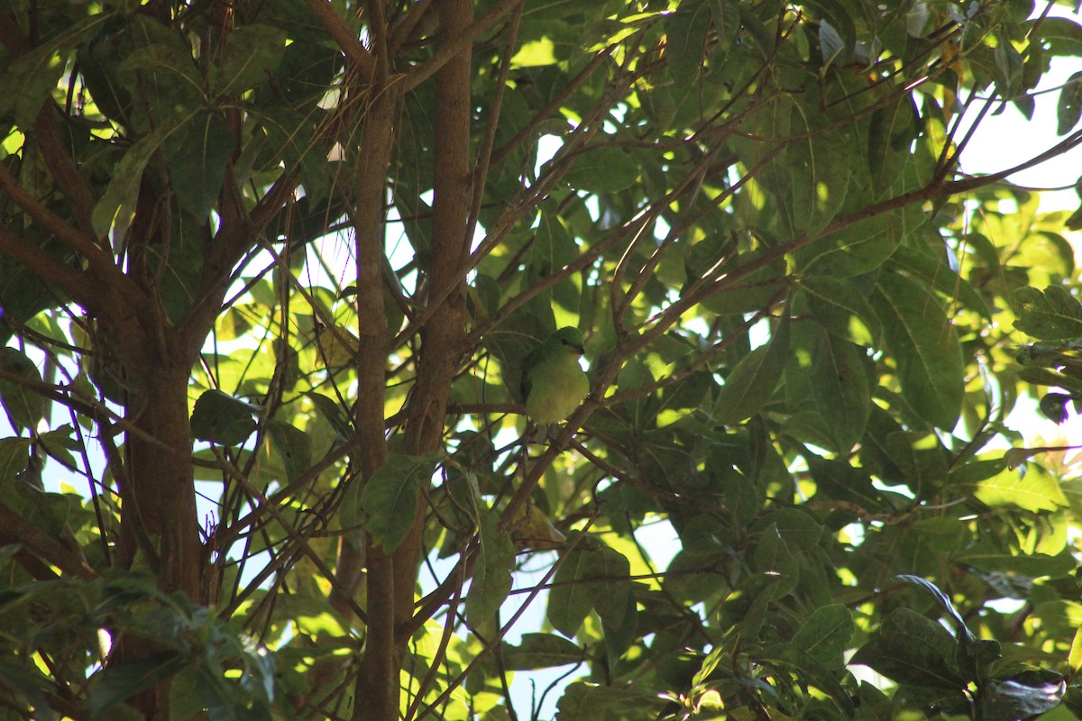 Painted Bunting - ML647176301