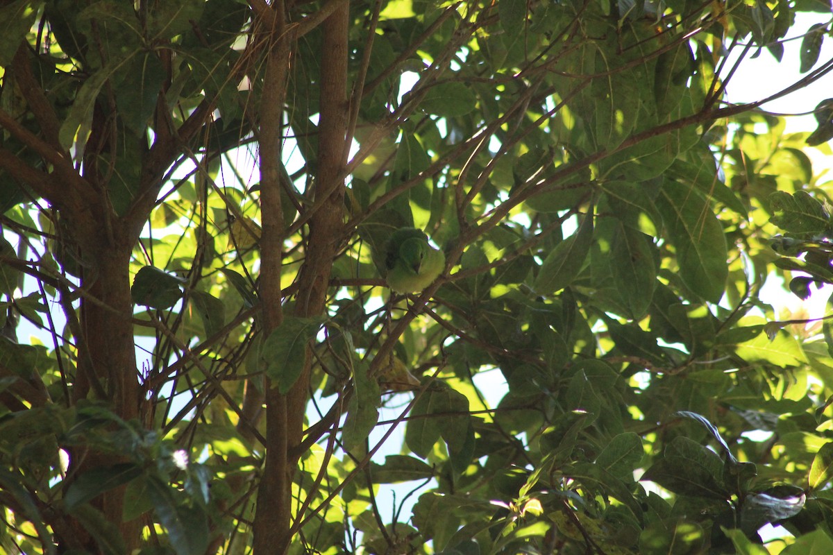 Painted Bunting - ML647176302