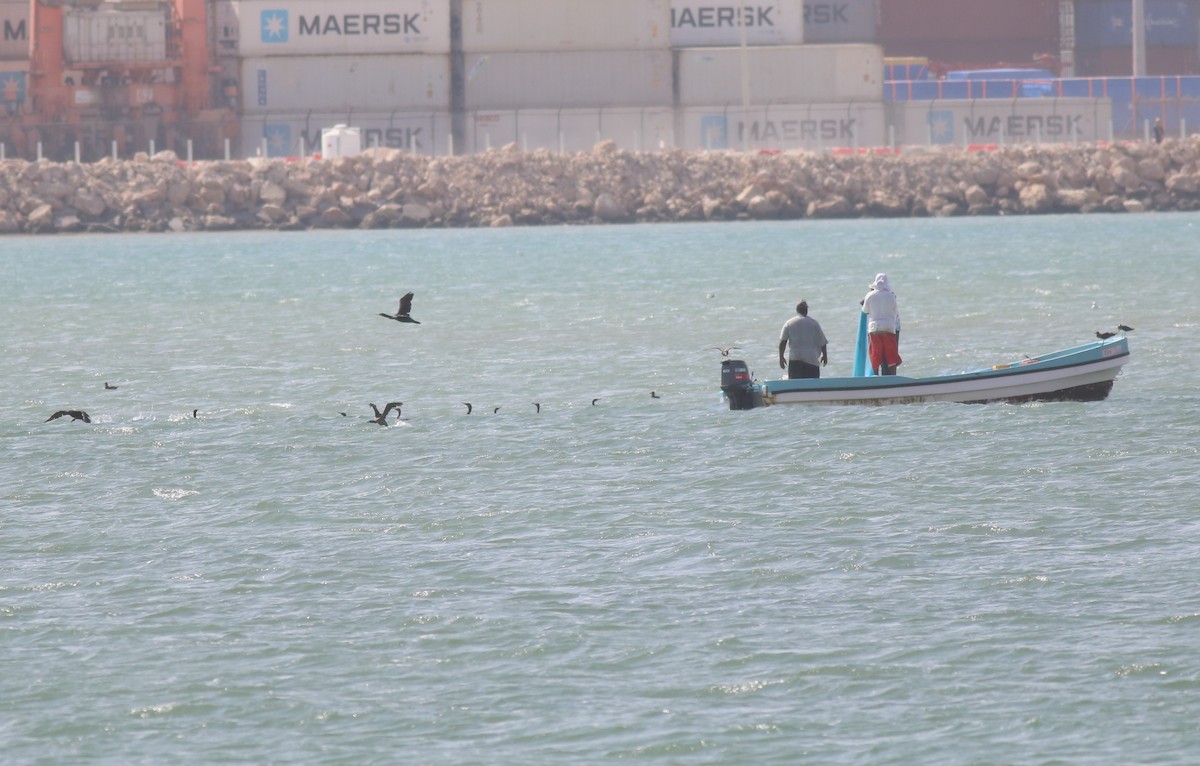 Socotra Cormorant - ML647176324