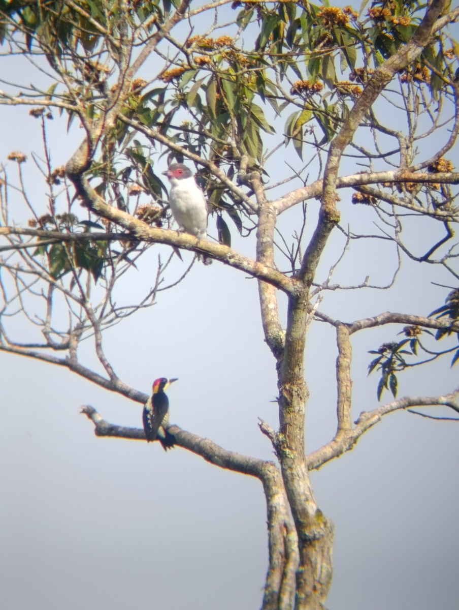 Beautiful Woodpecker - ML647176330