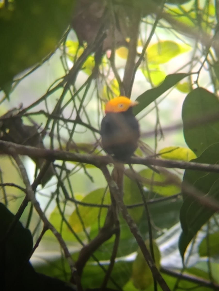 Golden-headed Manakin - ML647176340