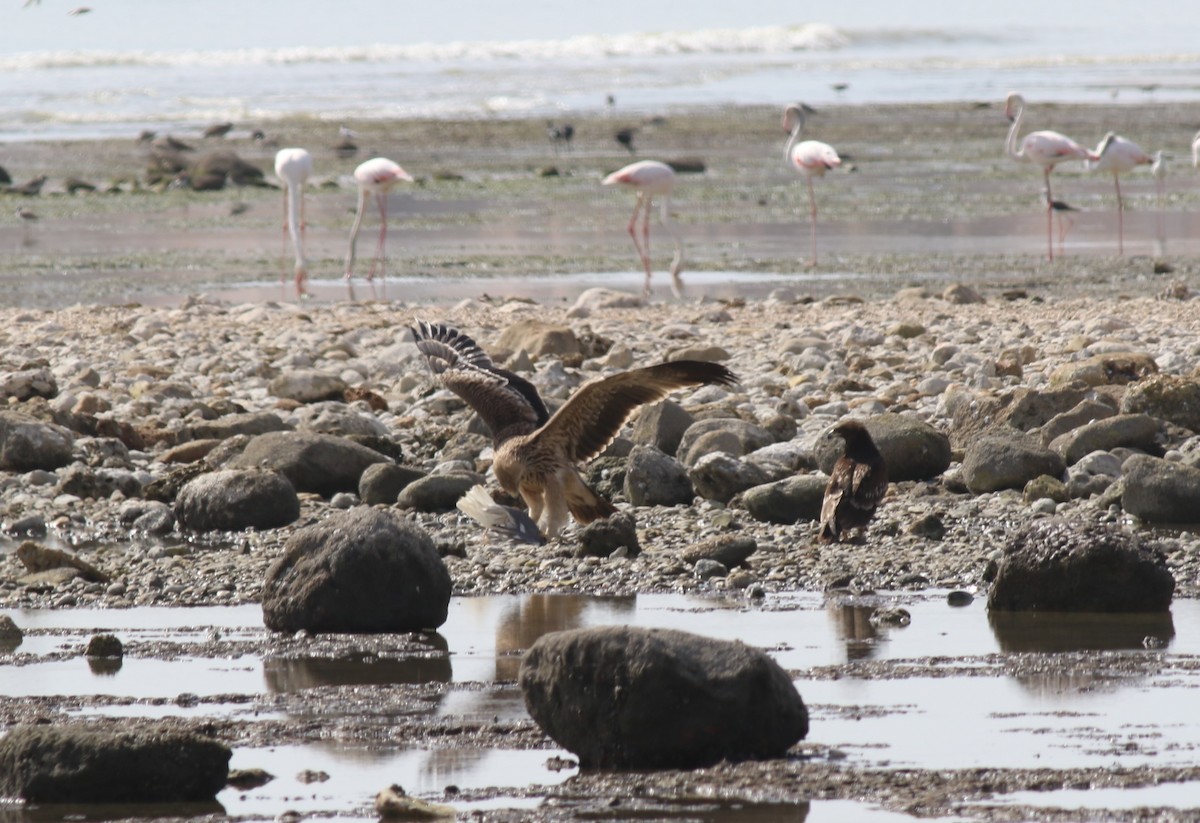 白肩鵰 - ML647176341