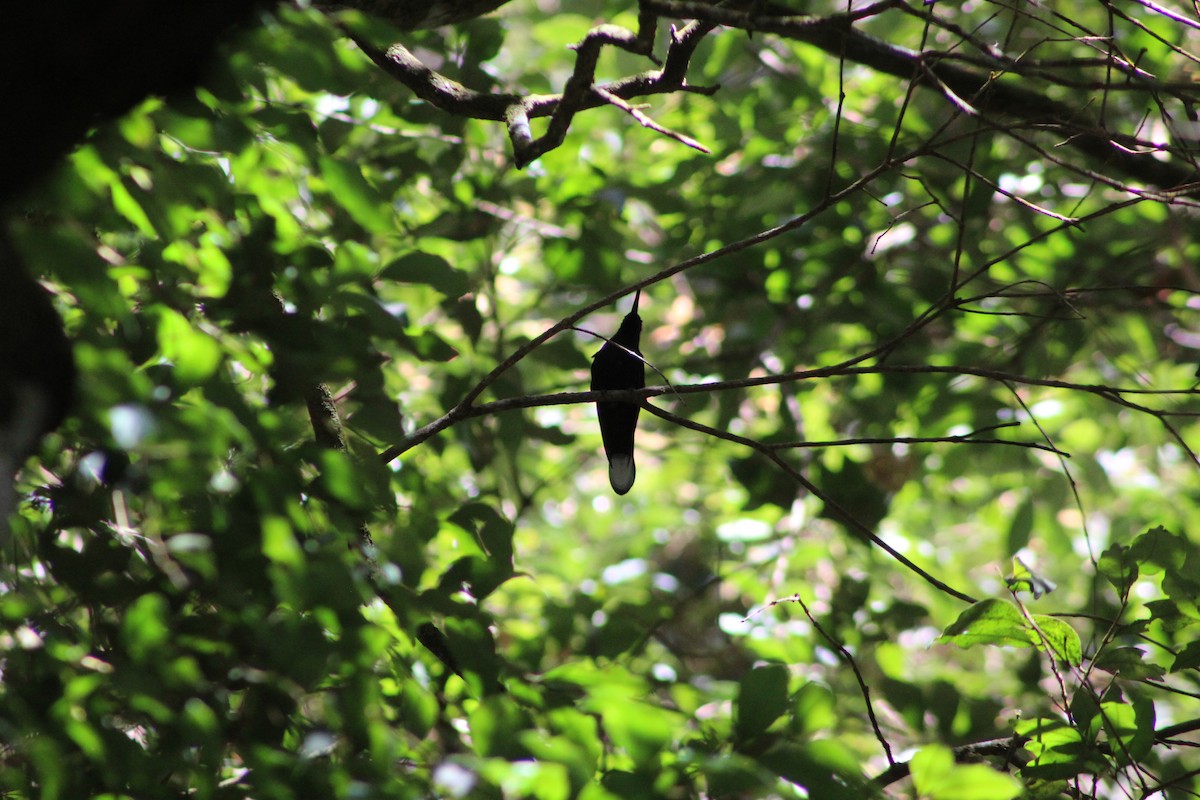 Violet Sabrewing - ML647176342