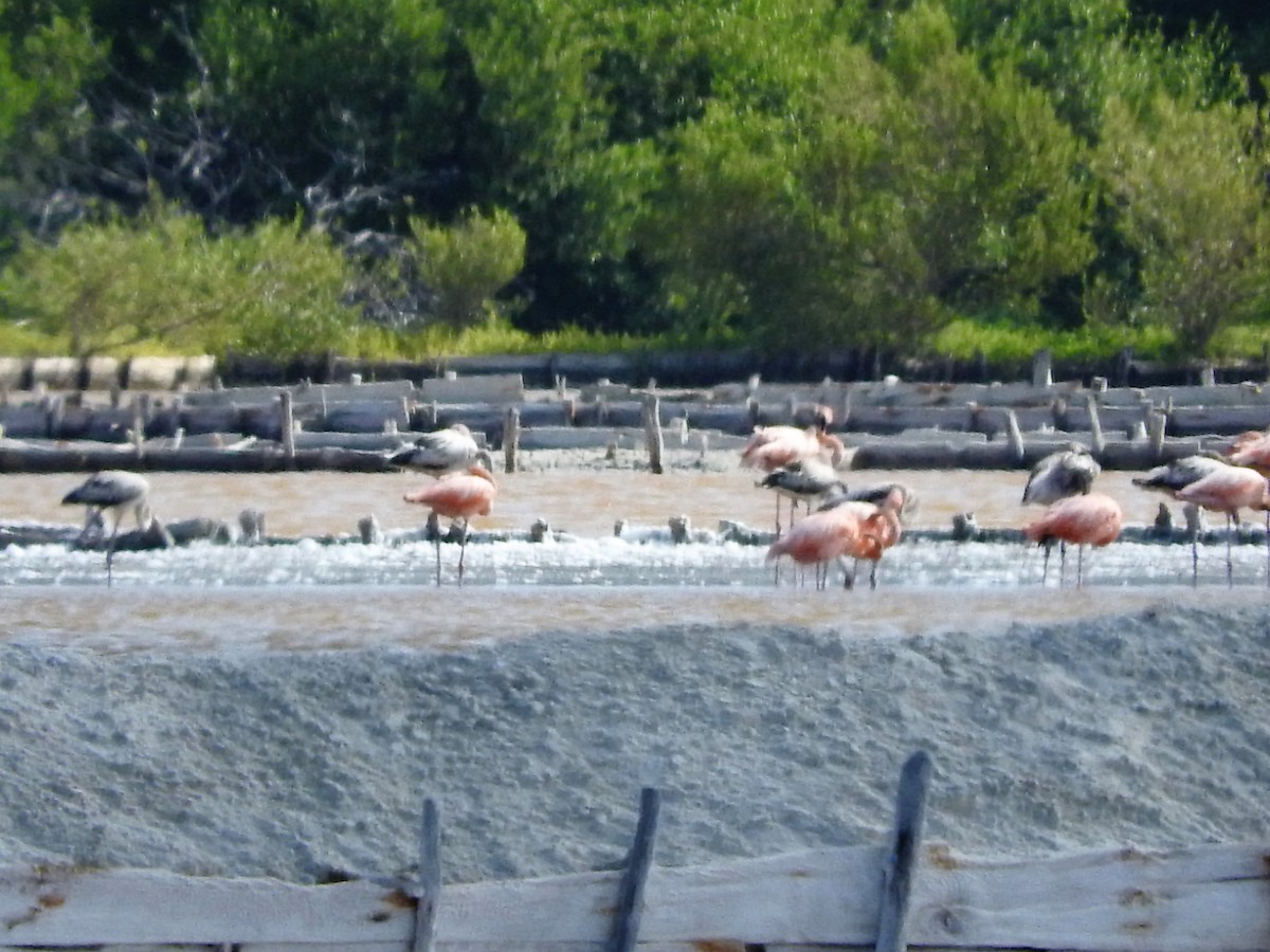 Flamenco Rojo - ML647176344