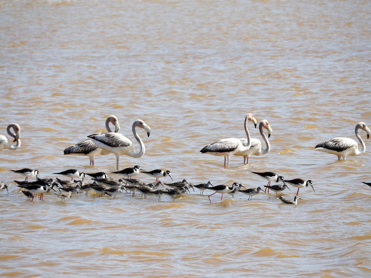 Flamenco Rojo - ML647176345