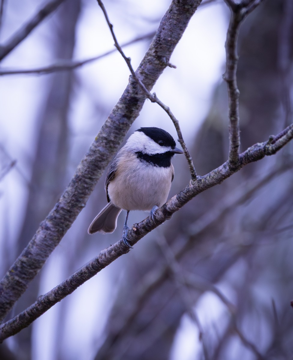 Carolina Chickadee - ML647176346