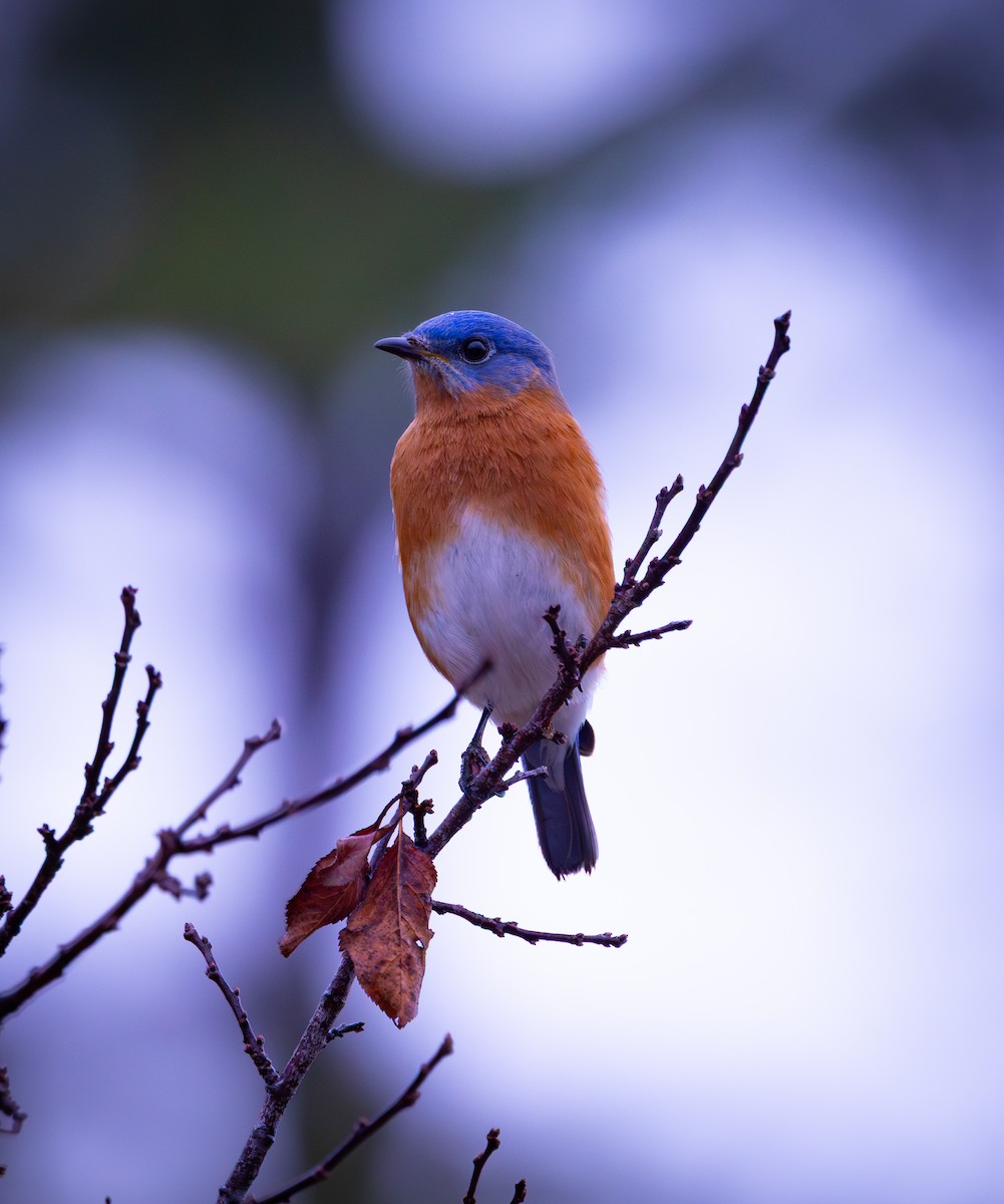 Eastern Bluebird - ML647176348