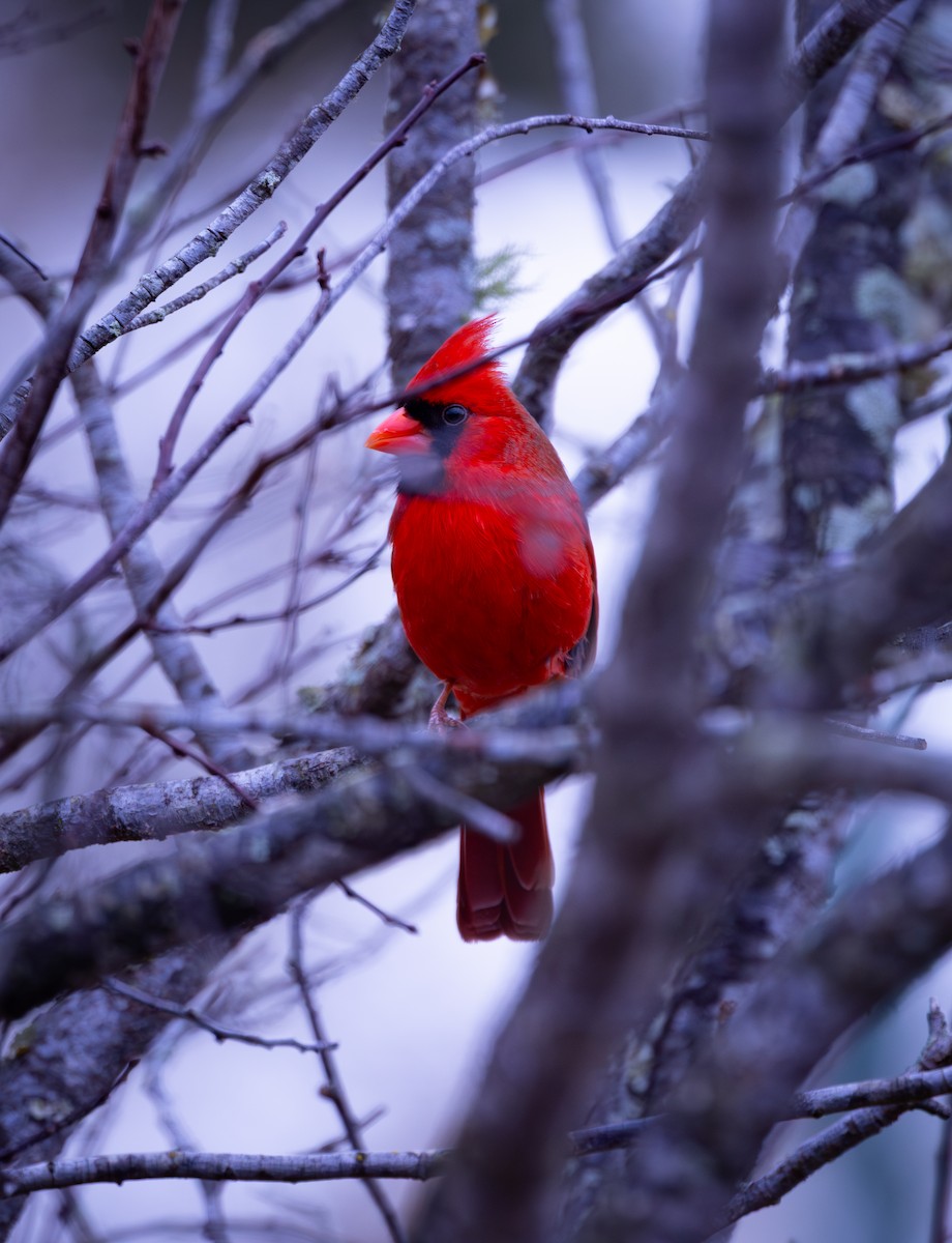 Northern Cardinal - ML647176351