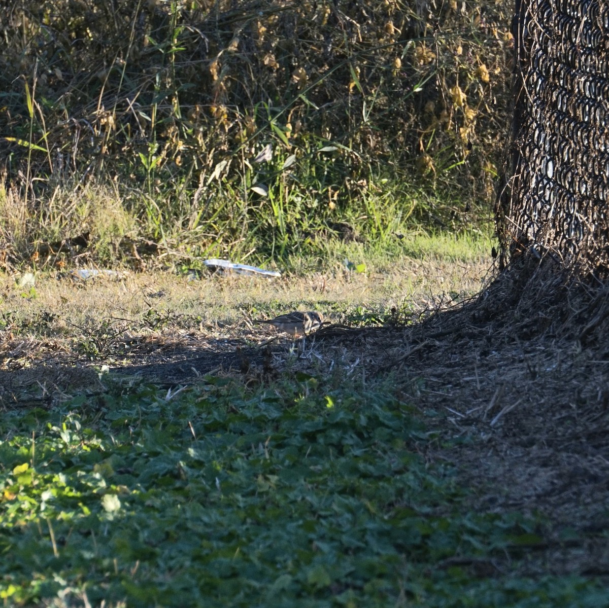 Lark Sparrow - ML647176360