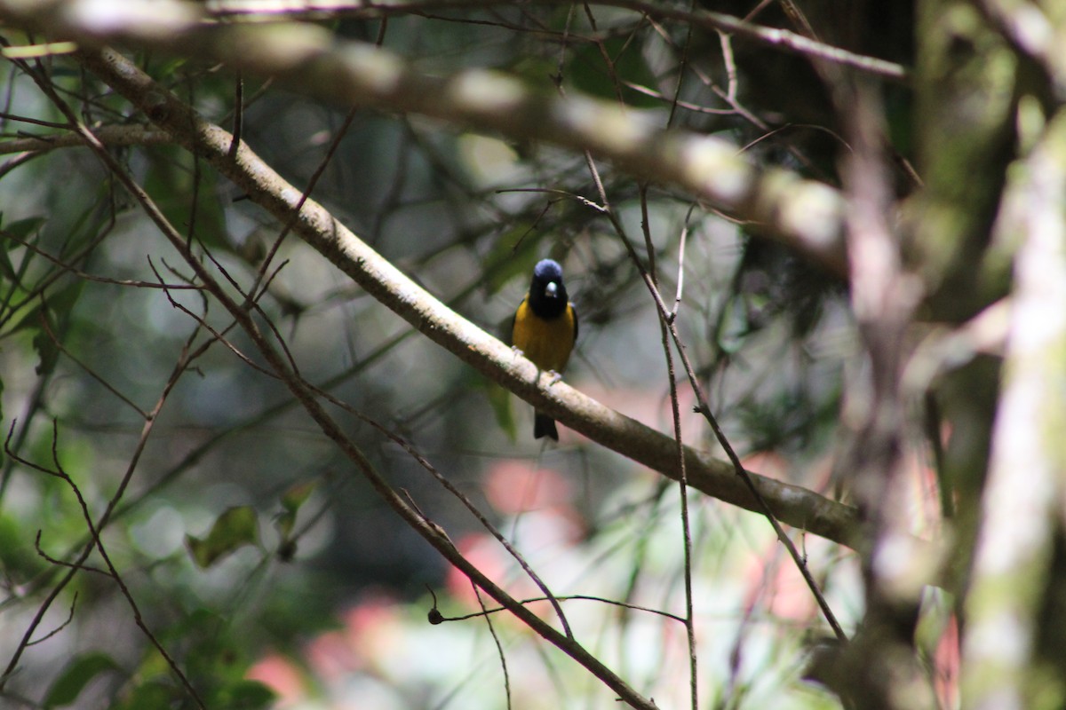 Black-headed Siskin - ML647176366