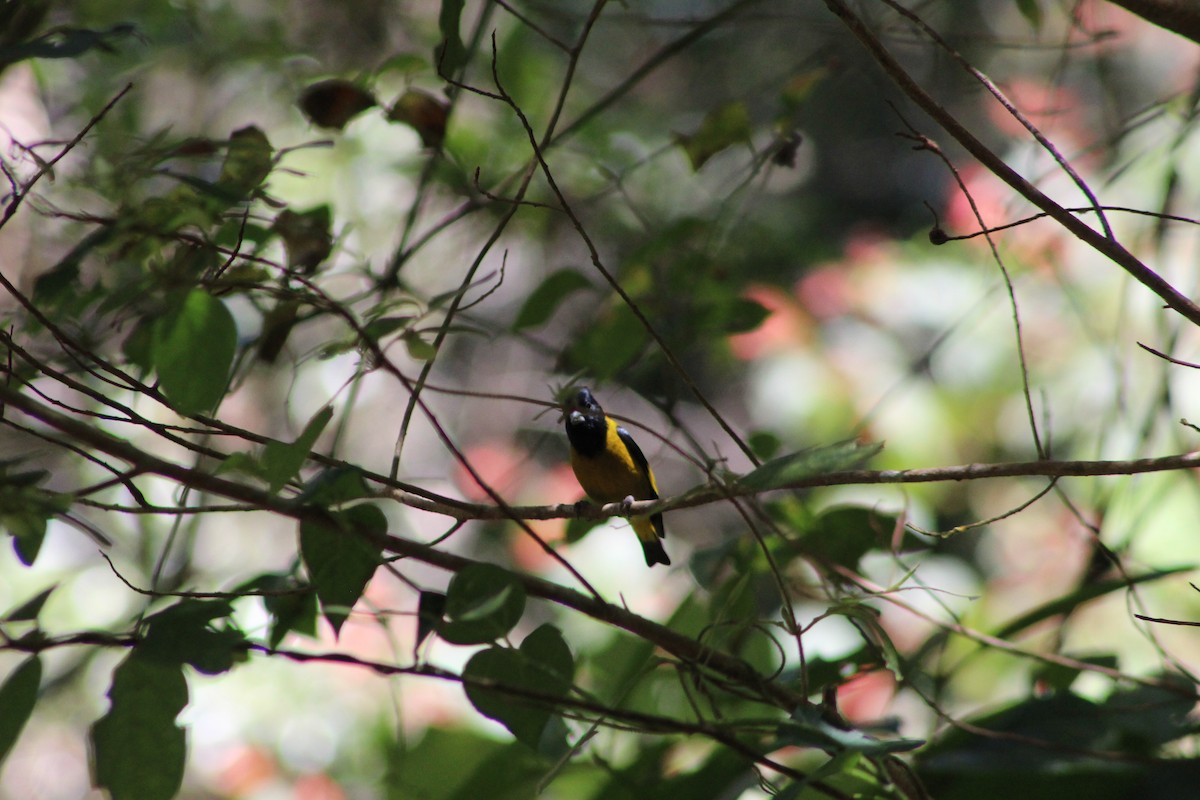 Black-headed Siskin - ML647176367