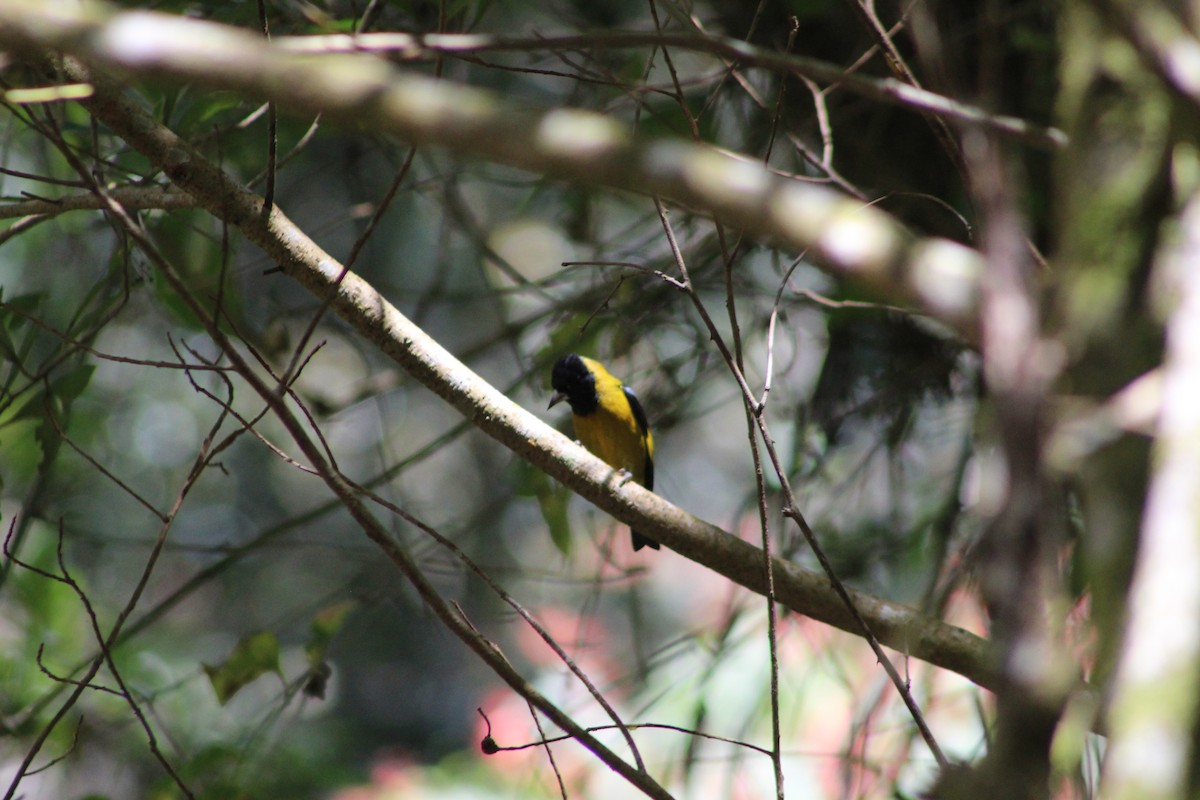 Black-headed Siskin - ML647176368