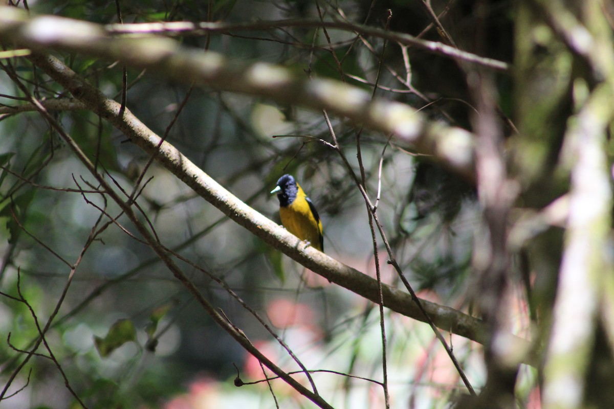 Black-headed Siskin - ML647176369