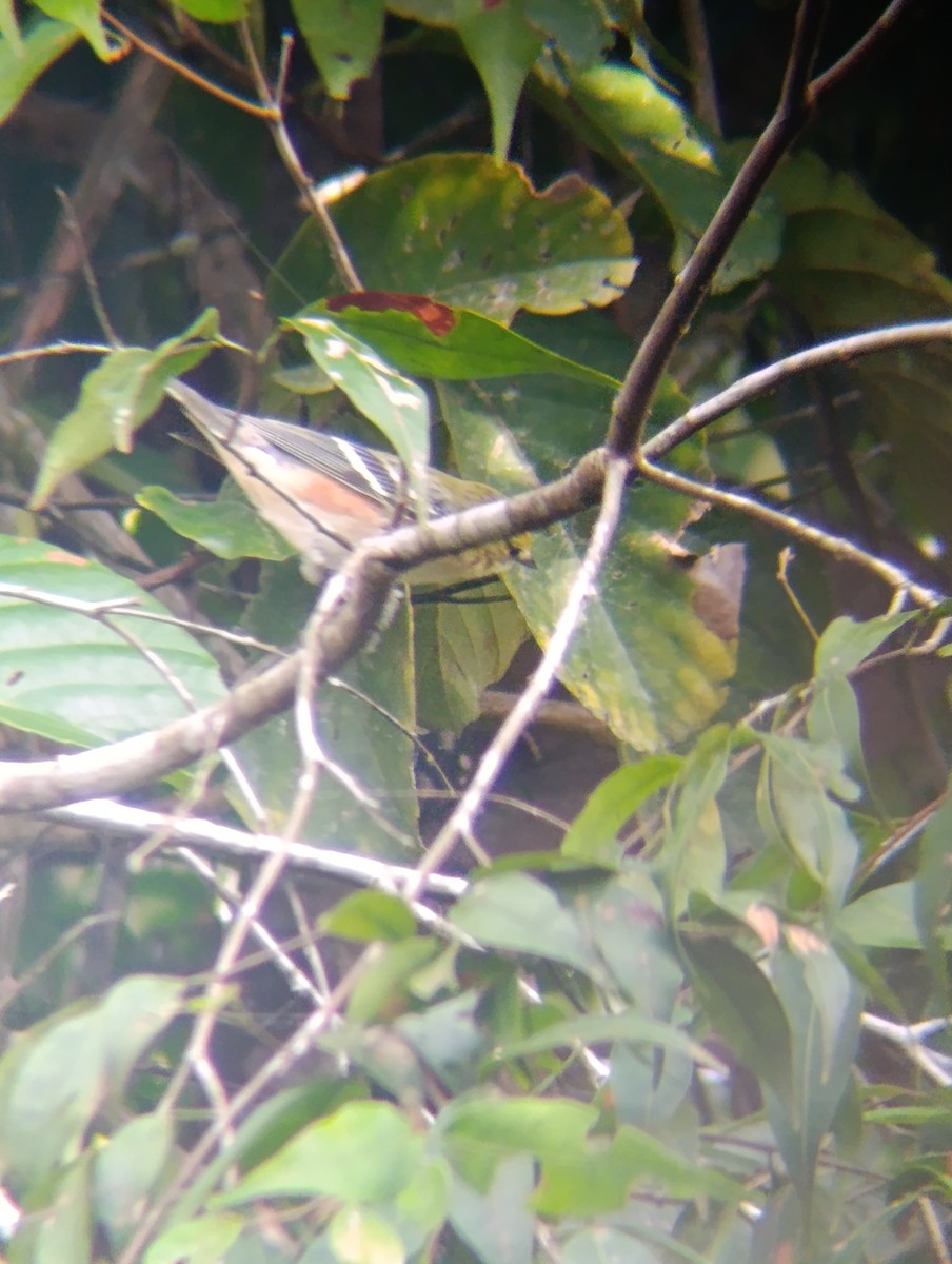 Bay-breasted Warbler - ML647176376