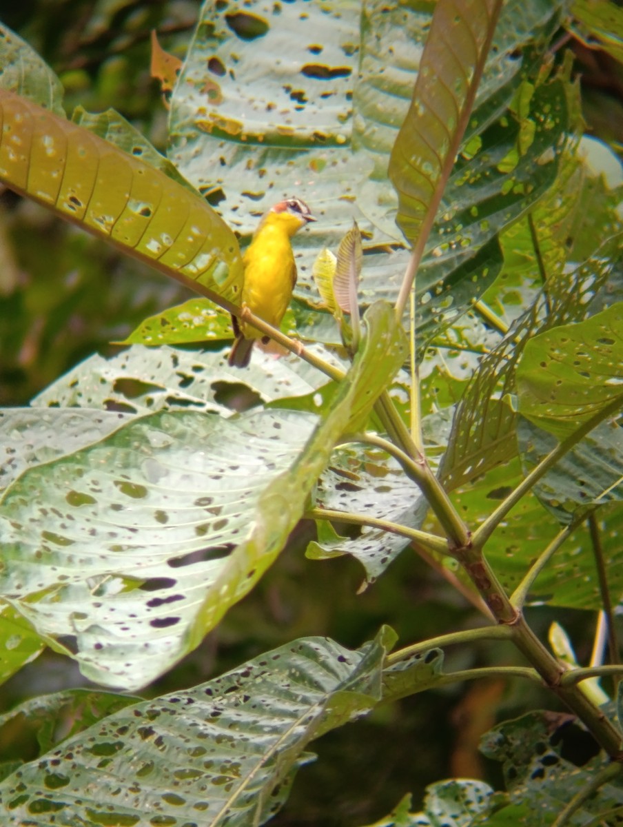Chestnut-capped Warbler - ML647176379